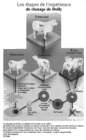 CLONE-DOLLY.jpg