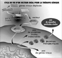 TH GENETIQUE.jpg