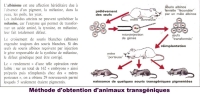 souris transgenique.jpg