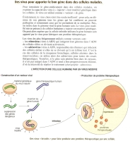 trangenese par virus.jpg