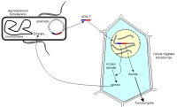 trangenese--agrobacterium.jpg