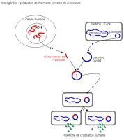 transgenese-hormone-croissance.jpg