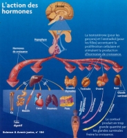 HORMONES.jpg