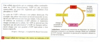 ATP RENOUVELLEMENT.jpg ATP RENOUVELLEMENT.jpg