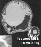 LEVURE MEB.jpg LEVURE MEB.jpg