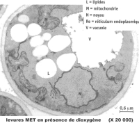 LEVUREet O2 MET.jpg LEVUREet O2 MET.jpg
