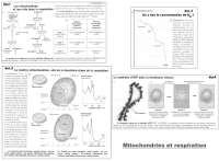 MITOCHONDRIES EXP.jpg MITOCHONDRIES EXP.jpg