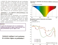 PHOTOSYNTHESE PROFONDEUR ALGUES.jpg PHOTOSYNTHESE PROFONDEUR ALGUES.jpg