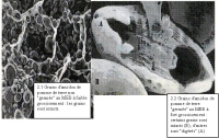 amyloplastes.jpg amyloplastes.jpg