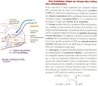 chaine respiratoire.jpg chaine respiratoire.jpg