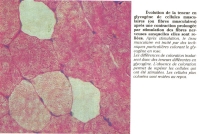 glycogene-foie-photo.jpg glycogene-foie-photo.jpg