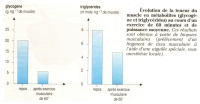 glycogene-muscle-teneur.jpg glycogene-muscle-teneur.jpg