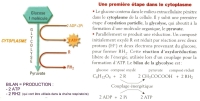 glycolyse.jpg glycolyse.jpg