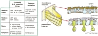 mitochondrie-composition_schema_mbs.jpg mitochondrie-composition_schema_mbs.jpg