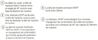 mucle et ATP TXT.jpg mucle et ATP TXT.jpg