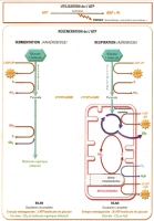 respiration_fermentation_schema.jpg respiration_fermentation_schema.jpg