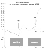 PHOTOSYNTHESE-HILL.jpg PHOTOSYNTHESE-HILL.jpg