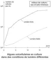 cellules chloroph croissance.jpg cellules chloroph croissance.jpg