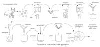 glycogene-extraction.jpg glycogene-extraction.jpg