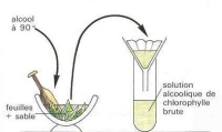 photosynthese chlorophyle extraction rechnique.jpg photosynthese chlorophyle extraction rechnique.jpg