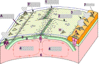 plaques+cellules-muet.jpg plaques+cellules-muet.jpg