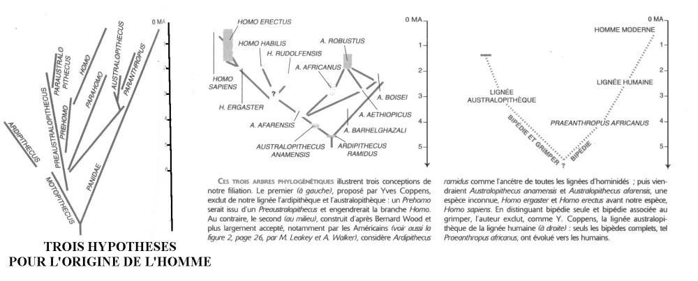 ARBRES_HOMMINIDES.jpg