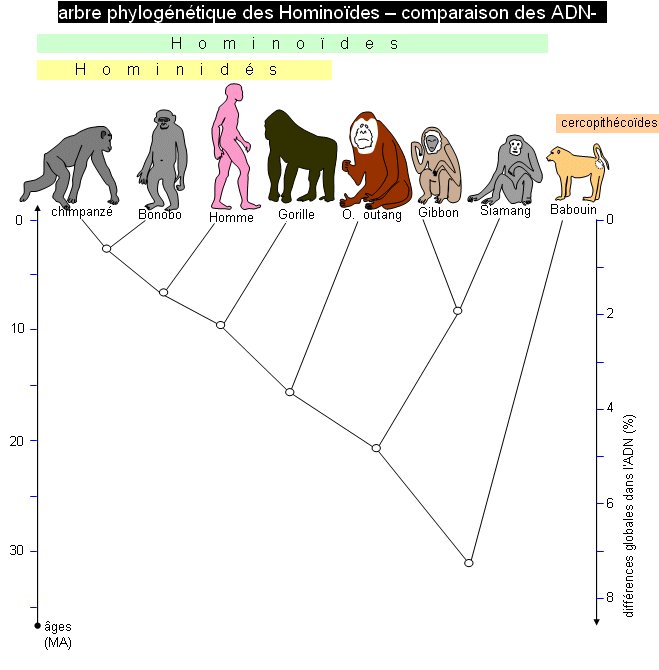 arbre_hominoides.jpg
