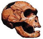 crane_neandertal.jpg