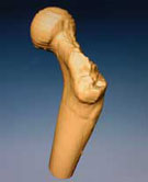 orrorin_femur.jpg