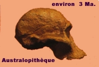 crane australopitheque.jpg