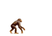 evolution_anim.jpg evolution_anim.jpg