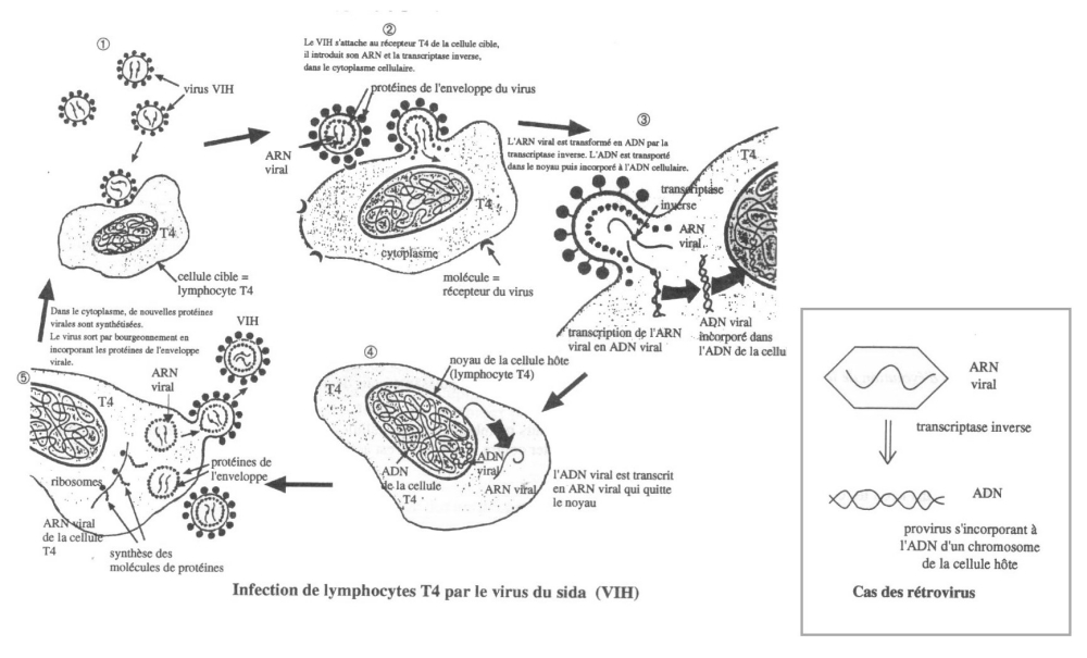 VIH-cycle.jpg