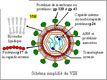 VIH.jpg