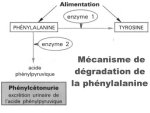 PHENYLCETONURIE BIOCHIMIE.jpg