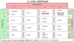 code genetique.jpg