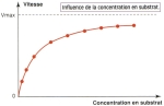 enzyme +CONCENTRATION SUBSTRAT.jpg