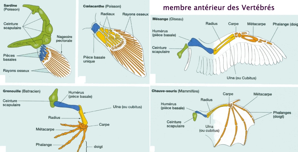 membre_ant_Vertebres.jpg