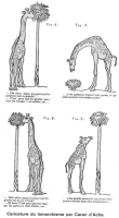 CARICATURE evolution.jpg CARICATURE evolution.jpg