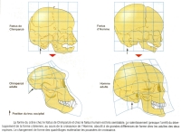 comparaison crane homme-singe.jpg comparaison crane homme-singe.jpg
