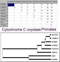 cytochrome matrice+arbre.jpg cytochrome matrice+arbre.jpg