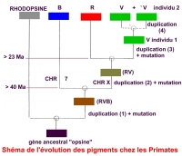 evolution pigments primates.jpg evolution pigments primates.jpg