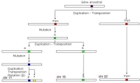 globine duplications etc.jpg globine duplications etc.jpg