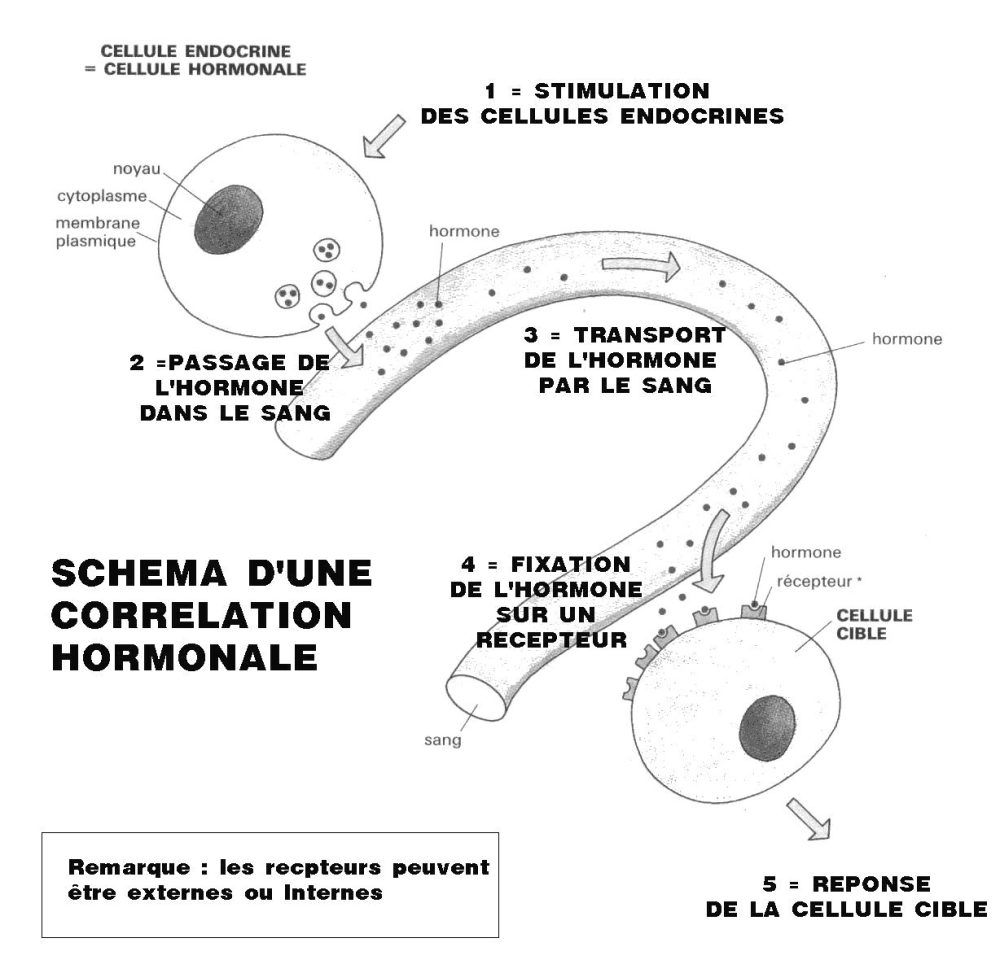 HORMONE-CORRELATION.jpg