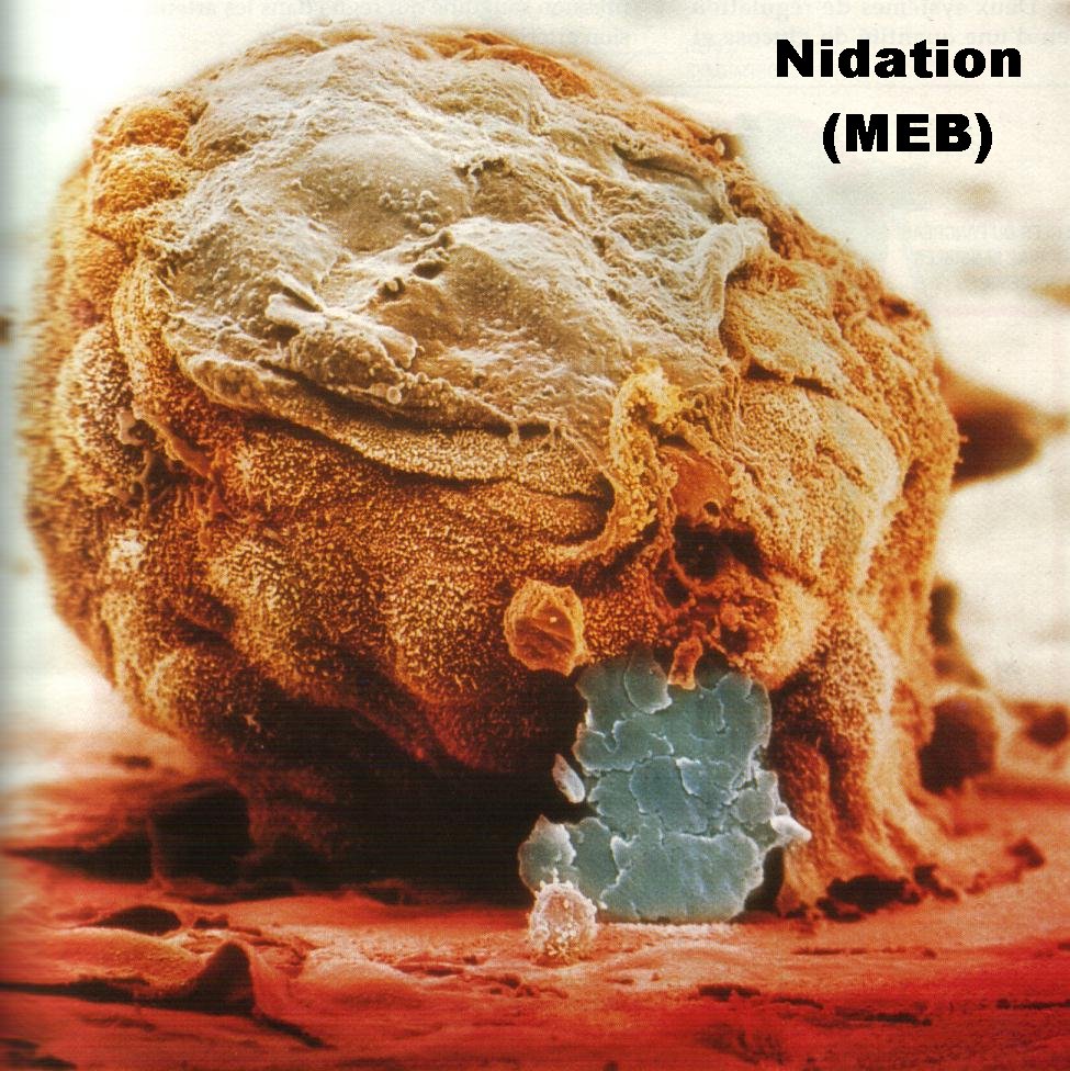 NIDATION.jpg