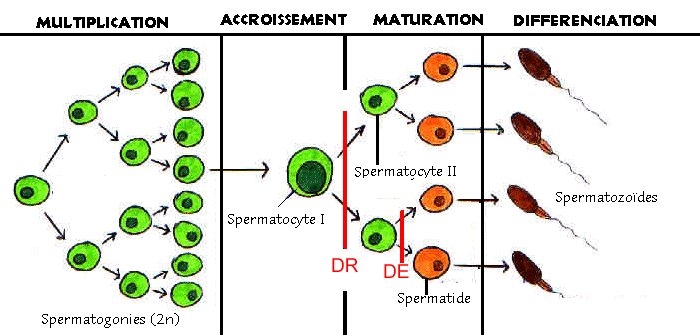 spermatogenese_schema.JPG