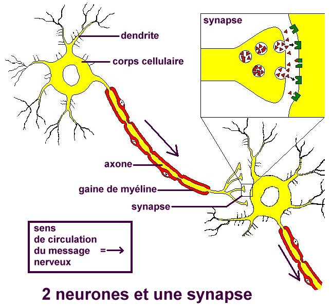 NEURONE+SYNAPSE.jpg